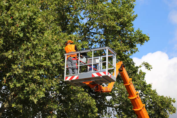 Best Tree Disease Treatment  in Cambridge, MN